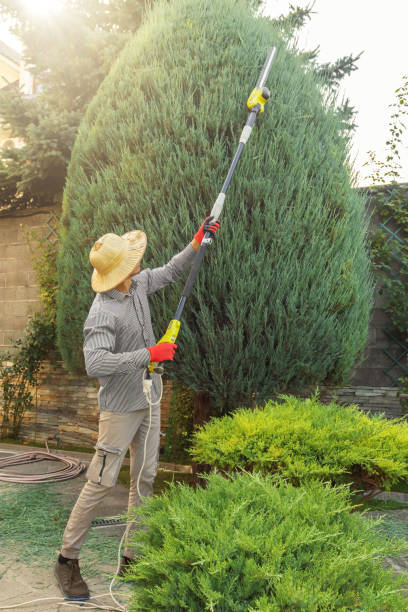 Best Tree Removal Services  in Watertown Town, MA